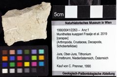 Foto (Objket + Etiketten) von Munitheites kuepperi (Fraaije et al., 2019) 